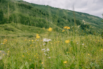 Wildflowers blooming in the summer