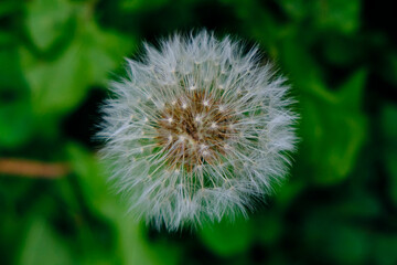 closeup dandelion in the garden