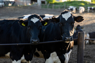 Milk cows in a pen on a farm. Livestock concept. Dairy farm, cattle, feeding cows on farm.