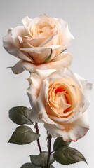 Roses on clean background