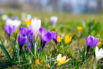 lawn of colorful crocuses