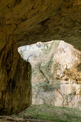 Mountain Cave with a tree
