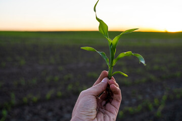 Close up of corn sprout in farmer's hand in front of field. Growing young green corn seedling sprouts in cultivated agricultural farm field under the sunset.