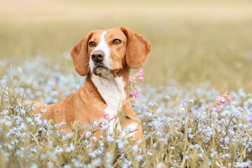 brown dog in a field of flowers