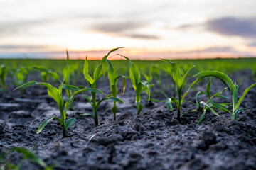 Rows of young corn plants on a fertile field with dark soil in beautiful warm sunset sunshine. Agriculture.