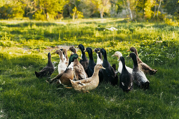 Flock of ducks