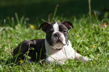 4-month-old purebred Boston Terrier puppy lying in the grass. Young purebred Boston Terrie lying in the grass after a walk, looks torwards the camera