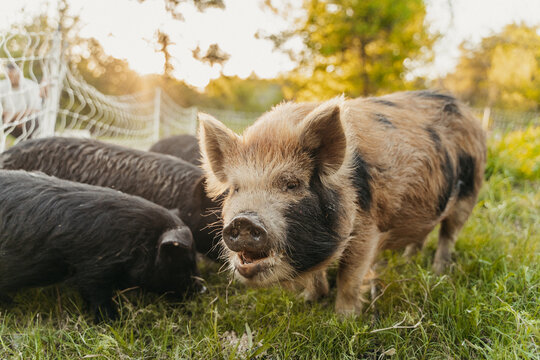 Pigs