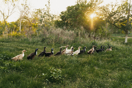 Ducks