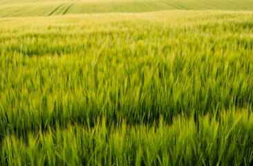 Young green barley growing in agricultural field in spring. Unripe cereals. The concept of agriculture, organic food. Barleys sprout growing in soil. Close up on sprouting barley in sunset.
