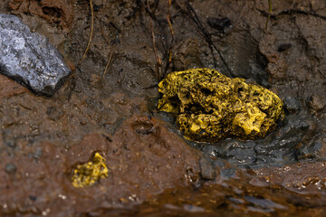 Gold Nugget mining from the River in Austria, real Gold.