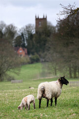 Ewe and lamb in field of sheep in UK countryside