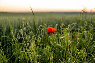 Wild red summer poppies in the countryside among the wheat field. Red poppies in soft light.
