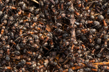 Close up view onto big forest fire ants working. Anthill in forest scene. Ant-hill.
