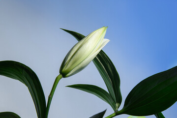 White lily flower, subject photography of a flower. Blue light. Universal photo.