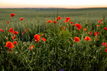 Poppy field in summer sunset sky. Flowering summer poppies among the wheat field.