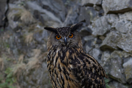 A large owl with orange eyes with a menacing look. Great horned owl