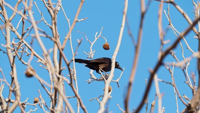 Close up shot of Common grackle at Oklahoma