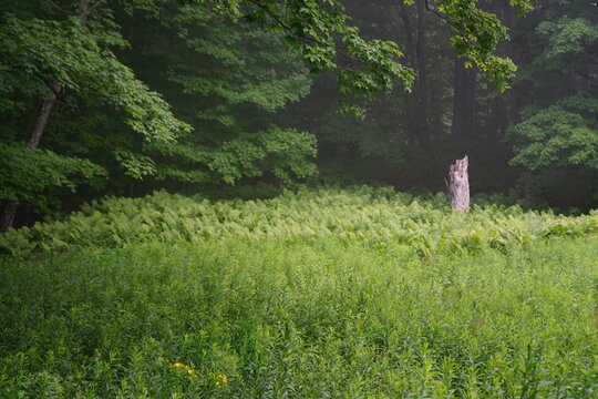 The Painted Rocks In Hiawatha Michigan