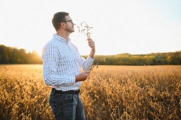 Agronomist inspects soybean crop in agricultural field - Agro concept - farmer in soybean plantation on farm