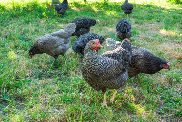 Grey Dominant CZ hens walking in summer garden. Speckled gray chickens free range in spring yard