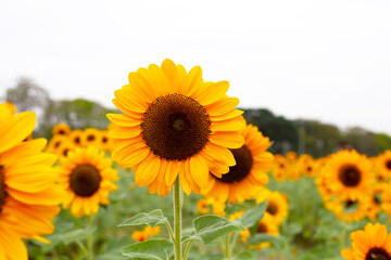 Fototapeta premium Sunflower field, Beautiful summer landscape.