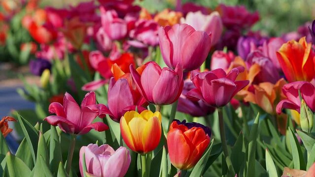 Sunny view of many tulips blossom in E.C. Hafer Park