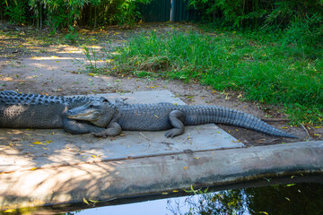 Jacare ou crocodilos descansando