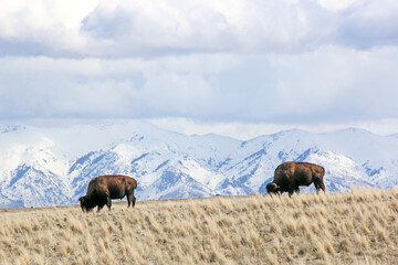 Bison on Antelope Island, Utah, in winter