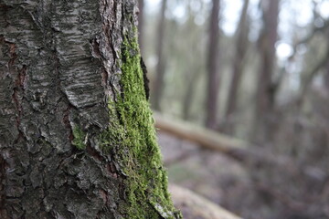 Green fresh spring in the forest