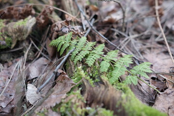 Green fresh spring in the forest