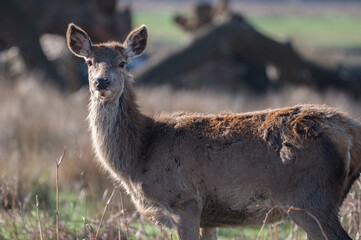 Deer shedding her winter coat