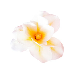 Obraz na płótnie Canvas Fantastic flower with yellow petals. Beautiful image isolated on white background. Ideal for the representation of a perfume, aroma or expression of spring summer or freshness