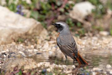 Common Redstart (Phoenicurus phoenicurus) in its natural habitat.