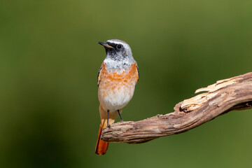 Common Redstart (Phoenicurus phoenicurus) in its natural habitat.