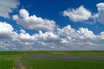 terrestrial climate crops, close-up blooming green lentil plant, green lentil field,