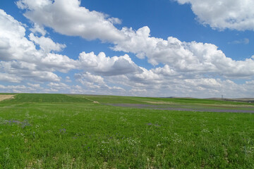 lentil field, lentil farmland, close-up blooming green lentil plant,