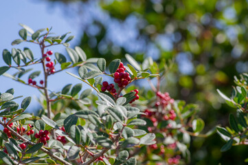 Pistacia lentiscus lentisk or mastic shrub red ripened bright fruits and green leaves on branches