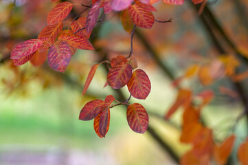 amelanchier lamarckii shadbush colorful autumnal shrub branches full of beautiful red orange yellow leaves in sunlight