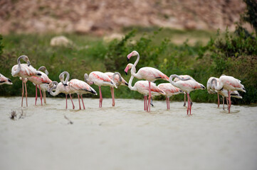 flamingo in the lake with a flock of its species trying to rest, trying to fly and move around
