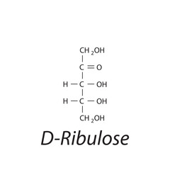 Straight chain form chemical structure of D-Ribulose sugar. Scientific vector illustration on white background.