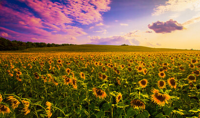 scenic nature scenery, blooming yellow sunflowers on the field, Provence, France, Europe...exclusive - this image is sold only on Adobe Stock © Rushvol