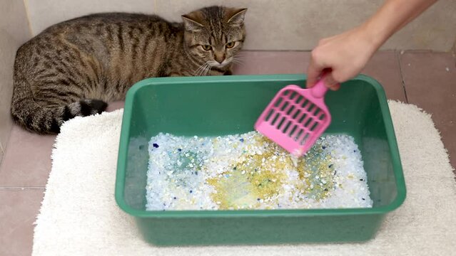 cat litter with silica crystals in bathroom and angry cat kitty is walking around dirty with pee box.upset tabby cat sitting in corner owner pouring the crystals or taking wet particles with spatula