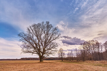 Big old oak without leaves standing alone on meadow. Early spring field landscape. Cloudy sunset Europe rural scene. Overcast windy sky.