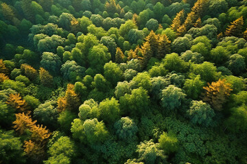 Naklejka na ściany i meble From high above, the summer forests resemble a patchwork quilt of varying shades of green