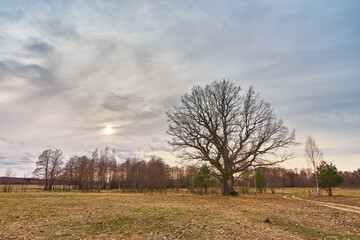 Big old oak without leaves standing alone on meadow. Early spring field landscape. Cloudy sunset Europe rural scene. Rainy storm weather. - 588881235