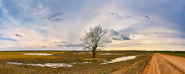 Big old tree without leaves standing alone panorama. Early spring agriculture field landscape. Snow melting to puddles. Cloudy sunset rural scene. Dirt country road. Rainy storm weather.