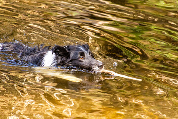 Collie breed dog swimming with a stick