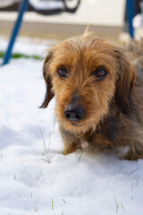 dog in winter
