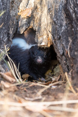 zorrino en su cueva © kj